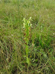 Habenaria epipactidea