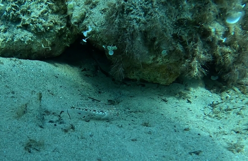 Slender Goby, Τοπική Κοινότητα Αγίου Κωνσταντίνου, Greece, photo 7 of 10