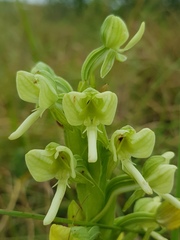 Habenaria epipactidea