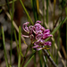 Grevillea leiophylla - Photo 由 tjeales 所上傳的 (c) tjeales，保留部份權利CC BY-SA