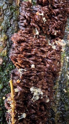 Xylobolus spectabilis