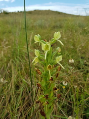 Habenaria epipactidea