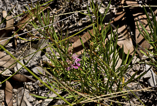 Grevillea leiophylla, photograph 1