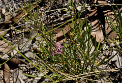 Grevillea leiophylla, photograph (c) Tony Eales, some rights reserved (CC BY-SA)