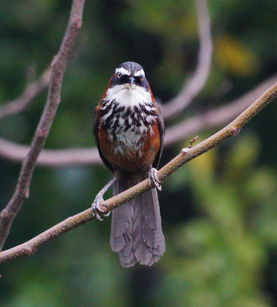 Taiwan Scimitar-Babbler