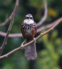 Taiwan Scimitar-Babbler photo 5