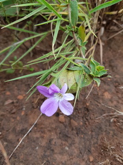 Barleria macrostegia
