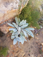 Hermas gigantea