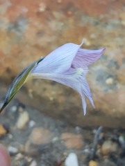 Gladiolus taubertianus
