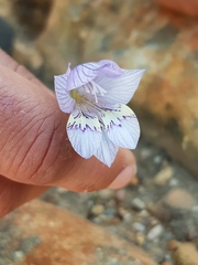 Gladiolus taubertianus