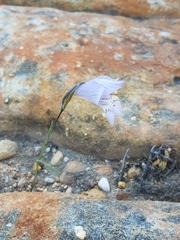 Gladiolus taubertianus