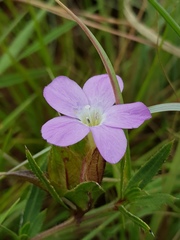 Barleria macrostegia