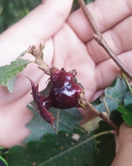 Andricus dentimitratus