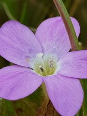 Barleria macrostegia