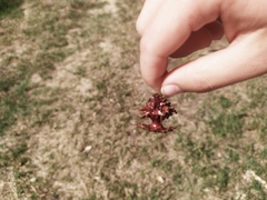 Andricus dentimitratus