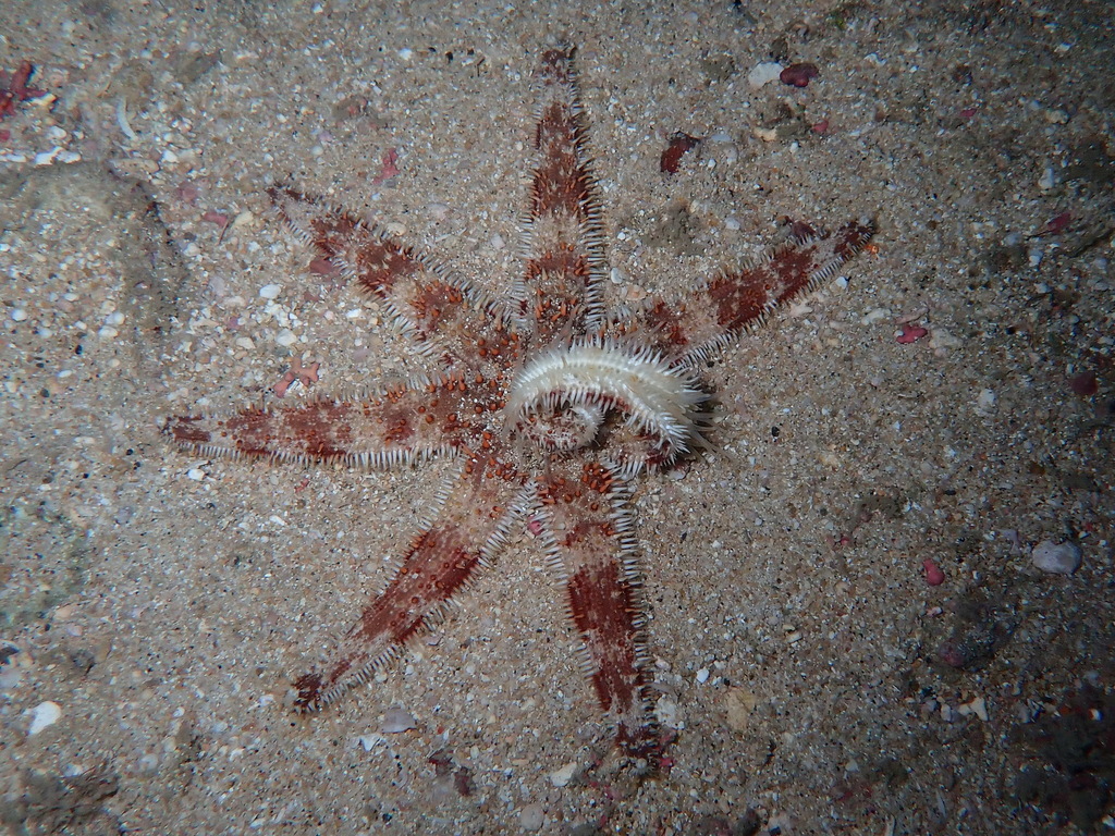 Seven-armed Sea Star