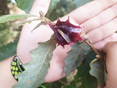 Andricus dentimitratus