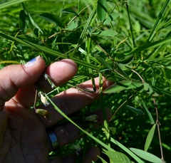 Lathyrus palustris