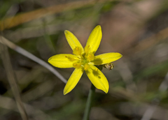 Tricoryne