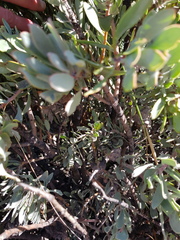 Protea pendula