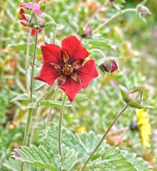 Potentilla atrosanguinea