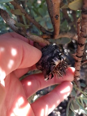Protea pendula