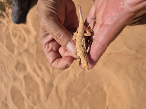Long Fringe-fingered Lizard