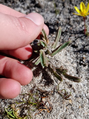 Psammotropha anguina