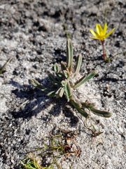 Psammotropha anguina