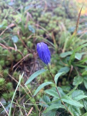 Gentiana linearis
