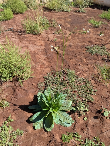 Native Tobacco (Nicotiana occidentalis)