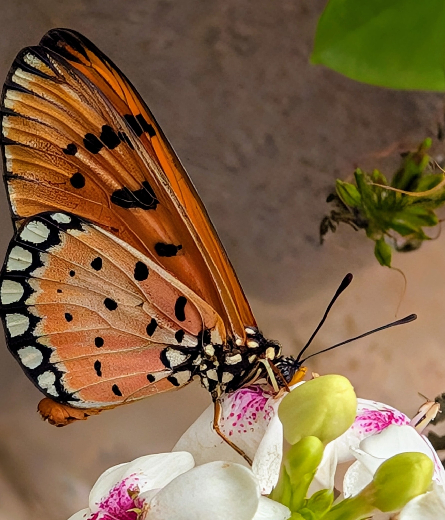 Tawny Coster