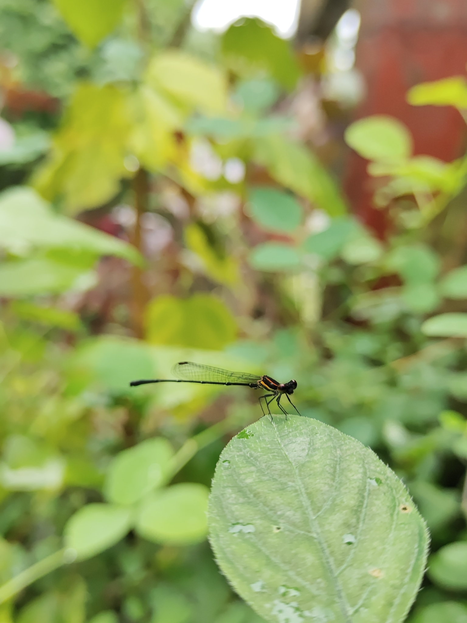Orange-Striped Threadtail
