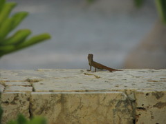 Anolis