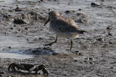 Calidris tenuirostris