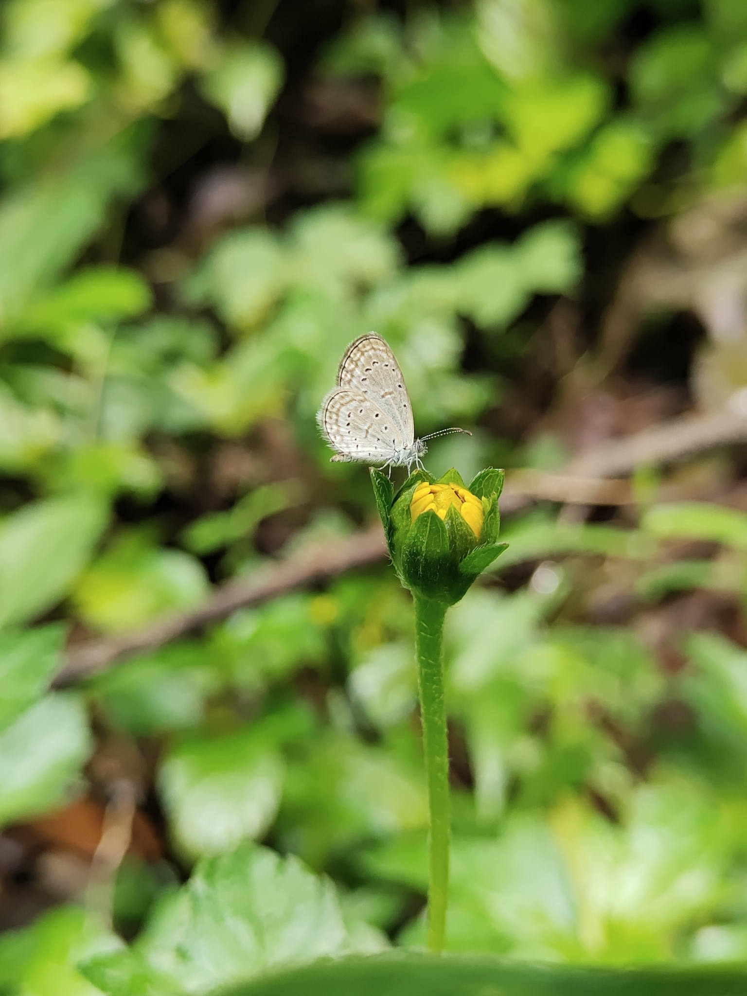 Tiny Grass Blue