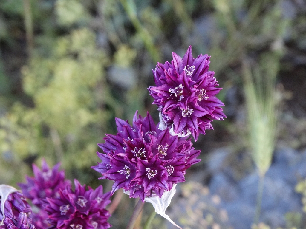 Allium heldreichii