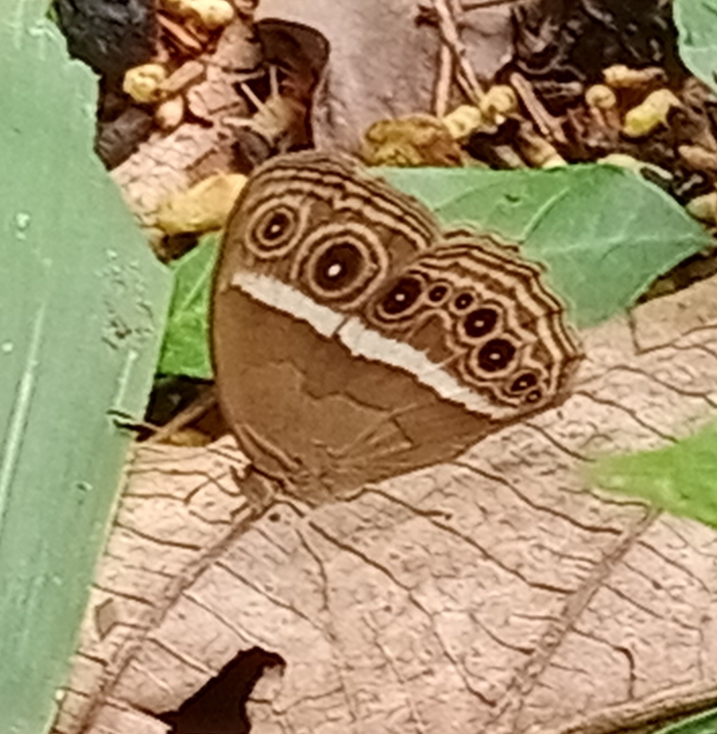 Dark-Branded Bushbrown