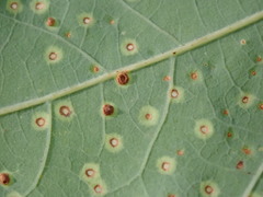 Neuroterus tantulus