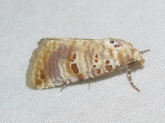 Diastema tigris