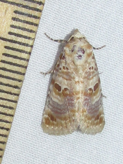 Diastema tigris