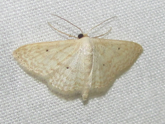 Scopula benitaria
