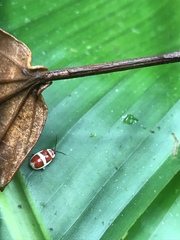 Asphaera discicollis