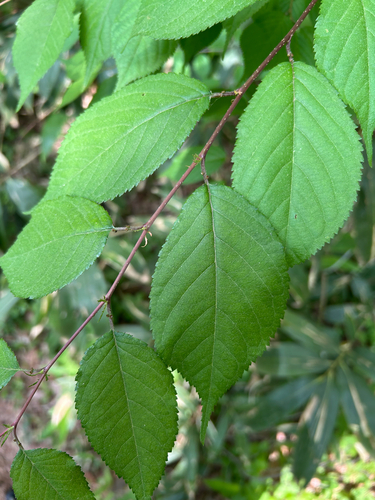 Prunus leveilleana observed 2025-05-21