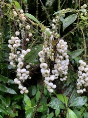 Cinchonoideae