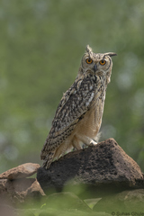 Bubo bengalensis