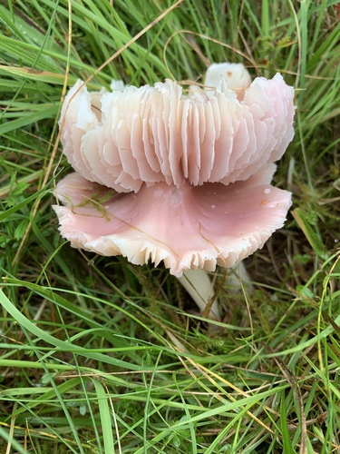 Pink Waxcap