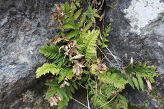 Asplenium appendiculatum