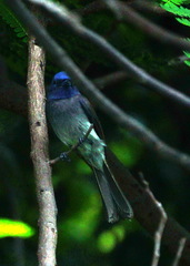 Hypothymis azurea oberholseri
