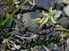 Astragalus schelichowii